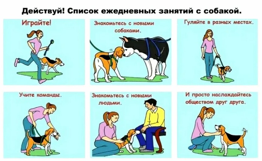 Что нужно знать до того, как заводить собаку?