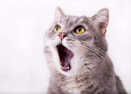 Лечение почек у кошек