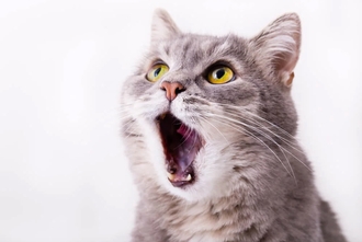 Лечение почек у кошек