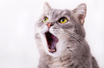 Какие симптомы говорят о болезни почек