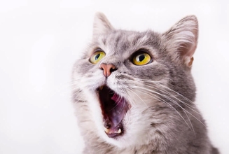 Какие симптомы говорят о болезни почек