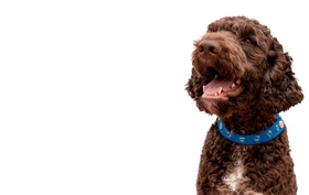 Веторил действие при отказе от терапии после улучшения состояния