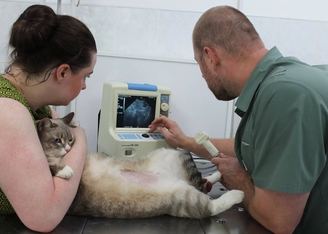 Рекомендации ветеринара при хронической болезни почек (ХПН) у кошек