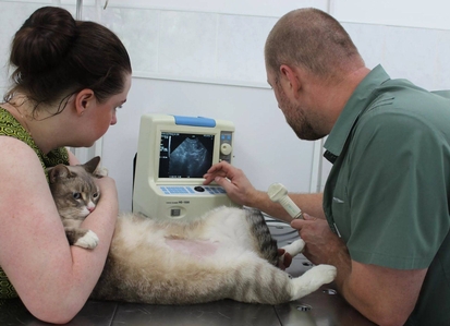 Рекомендации ветеринара при хронической болезни почек (ХПН) у кошек