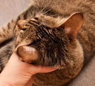 Признаки лишая у кошек