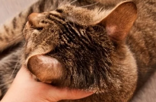 Признаки лишая у кошек на ушакх