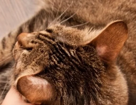 Признаки лишая у кошек
