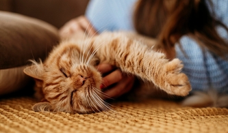 Аналоги Ипакитине: сравнение препаратов для лечения ХПН у кошек