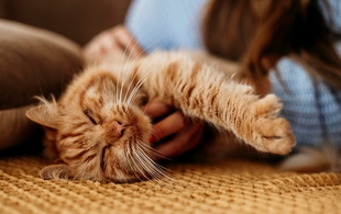 Аналоги Ипакитине: сравнение препаратов для лечения ХПН у кошек