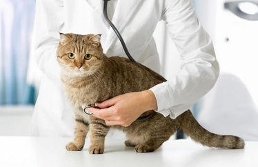 Пронефра в наличии. Доставка по Москве и СПб за 1 день. Прямые поставки с фабрики Virbac (Франция)