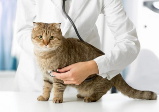 Пронефра в наличии. Доставка по Москве и СПб за 1 день. Прямые поставки с фабрики Virbac (Франция)