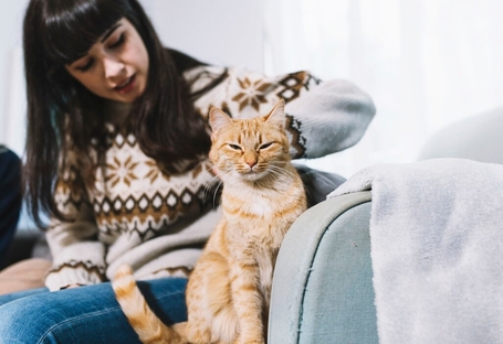 Лечение ХПН у кошек оригинальный препаратом Ипакитине из Франции