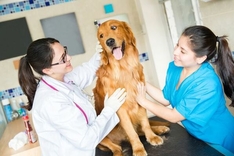 Веторил - инструкция по применению препарата