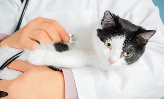 ХПН у кошек