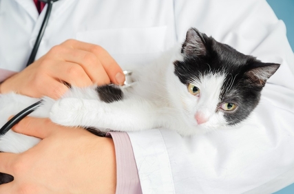 Лечение ХПН у кошек