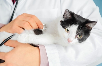 Лечение ХПН у кошек
