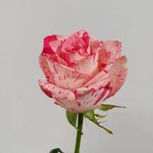 фото розы Баракуда