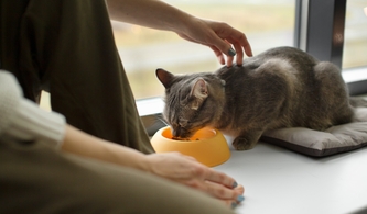 Ипакитине - инструкция по применению: от состава до способов кормления