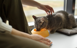 Ипакитине - инструкция по применению: от состава до способов кормления