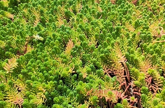 Декоративный газон