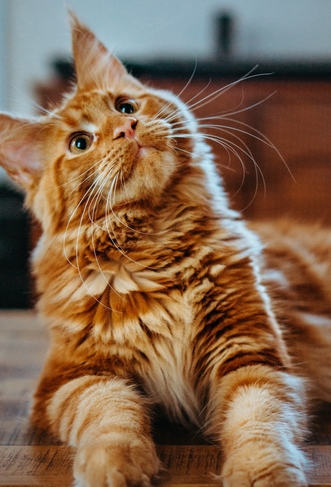 Сравнение Пронефра с другими препаратами для лечения хронической болезни почек у кошек и собак