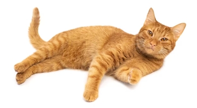 Купить Ипакитине цена за 180 г и 300 г с доставкой по России