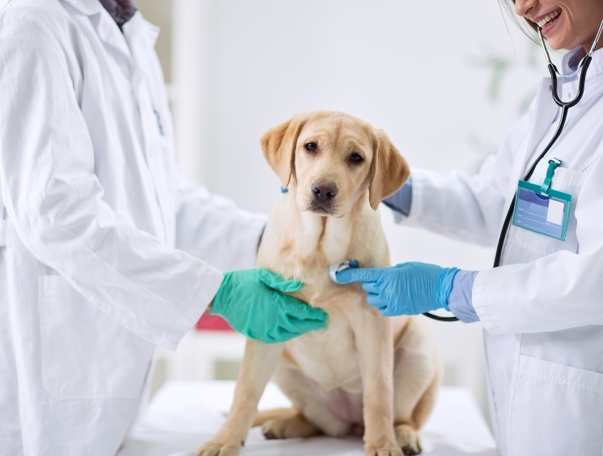 Преимущества использования Пронефра при хронической болезни почек у кошек и собак