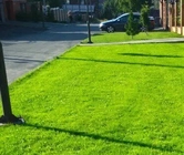 Озеленение перед домом, газонная трава
