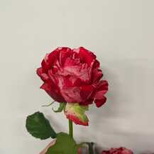 фото розы фроу фроу