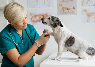 Лечение Иценко-Кушинга у собак препаратом Веторил