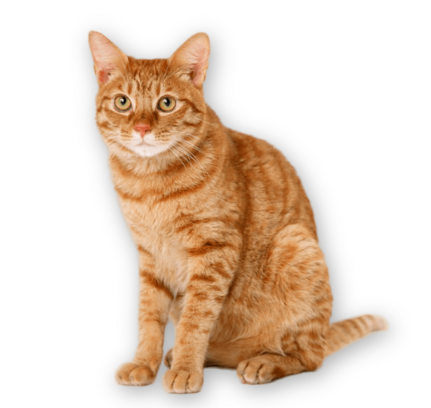 Аналоги лекарства Пронефра для кошек для лечения хронической болезни почек: сравнение препаратов