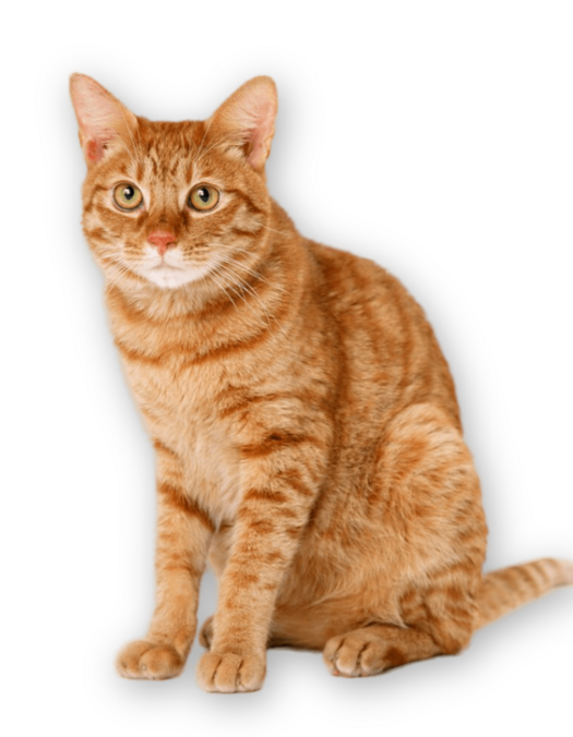 Аналоги лекарства Пронефра для кошек для лечения хронической болезни почек: сравнение препаратов