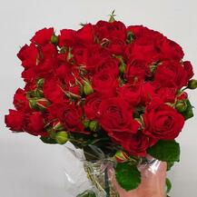 фото розы спрей Ред Баблс