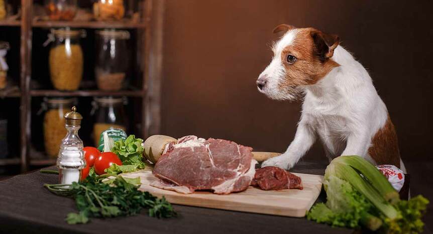 Каким мясом лучше кормить собаку? Разбираем разные виды мяса для собак.
