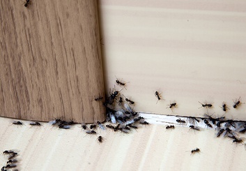 мураши, муравьи в доме фото