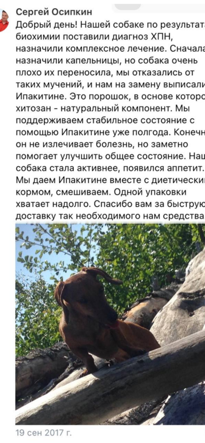 Как использовать Ипакитине для лечения кошек и собак