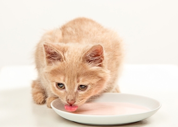 Диета для кошек при болезни почек. Что можно при ХПН?