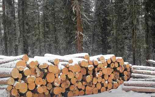 Штабель строевого леса в делянке зимой
