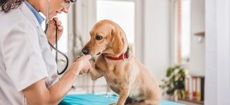 Лечение ХПН у собак