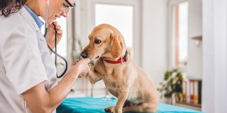 Лечение ХПН у собак