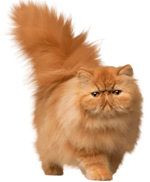 Ипакитине для кошек и собак с хронической почечной недостаточностью (ХПН)