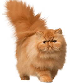 Ипакитине для кошек и собак с хронической почечной недостаточностью (ХПН)