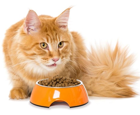 Добавление Ипакитине в корм коту