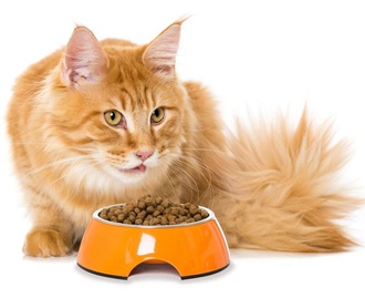 Добавление Ипакитине в корм коту