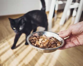 Ипакитин для лечения кошек с ХПН