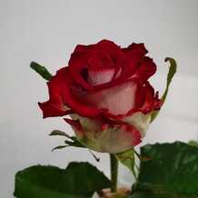 фото розы парадисо