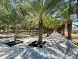 CIU, Кипрский международный университет, Cyprus International University