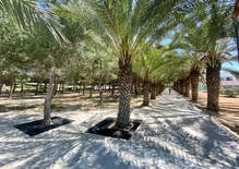 CIU, Кипрский международный университет, Cyprus International University