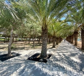 CIU, Кипрский международный университет, Cyprus International University