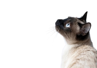 Купите Веторил, который является номер 1 против развития болезни Кушинга